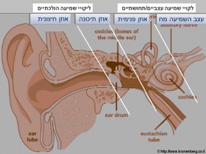 Tinnitus (1)